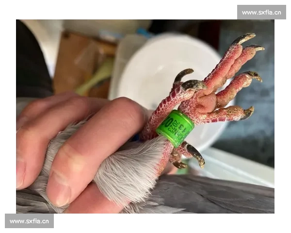 以上海市信鸽协会比赛网推动信鸽运动发展与交流的新篇章